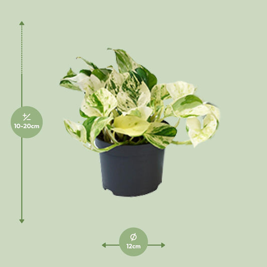 Efeutute – Epipremnum aureum 'Happy Leaf' – 15 cm – Ø12 cm - Plantabulous