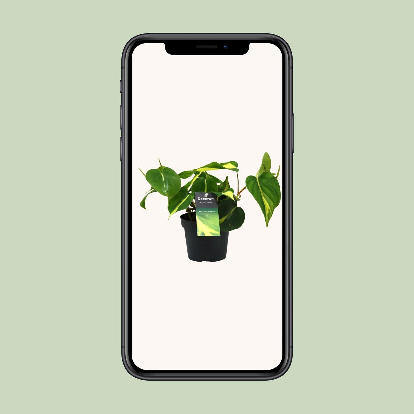 Philondendron Brasil Scandens - Ø12cm - ↕20cm - Plantabulous