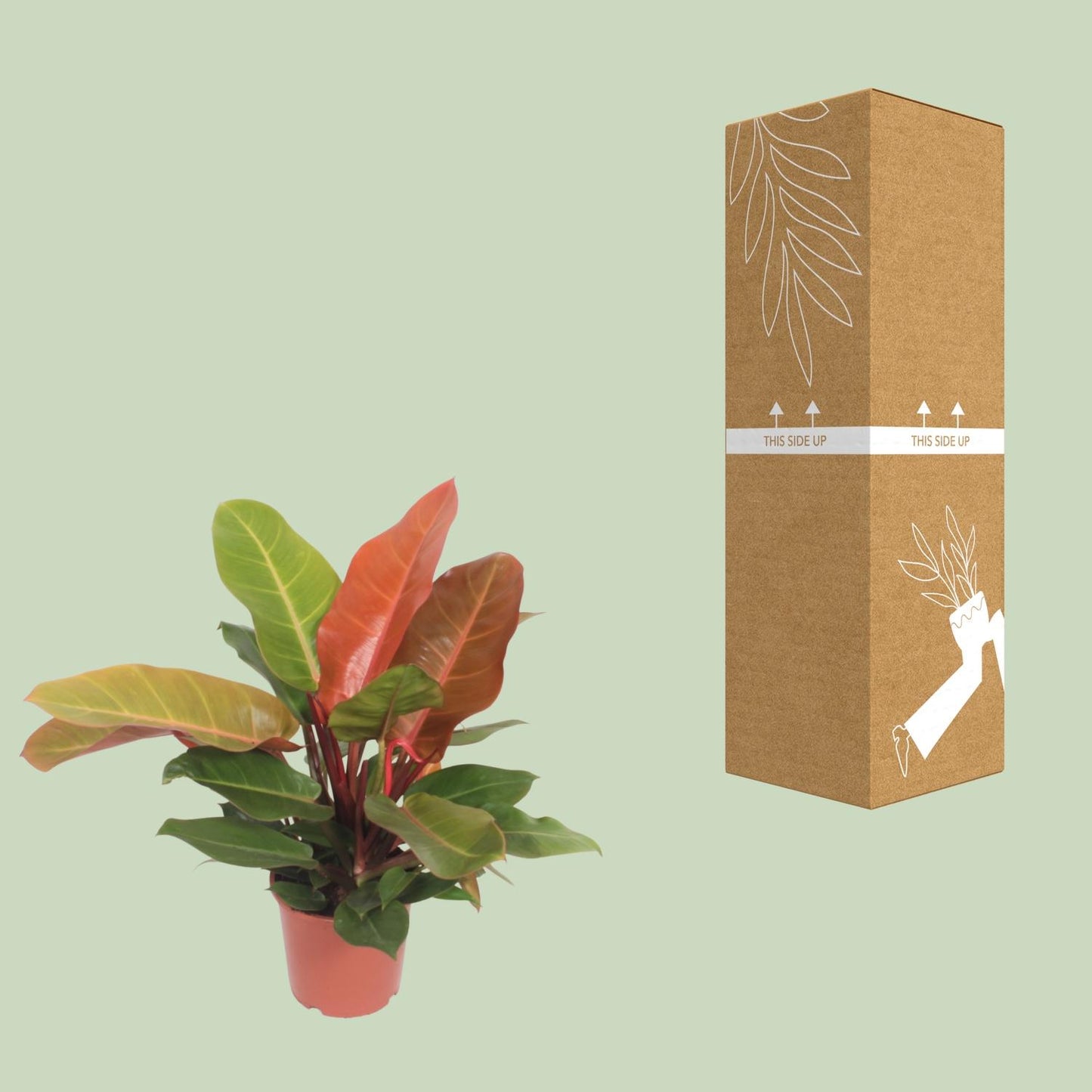 Philodendron – Philodendron 'Prince of Orange' – ↑45 cm – Ø17 cm