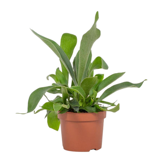 Platycerium Netherlands 12cm - Ø12cm - ↕23cm - Plantabulous