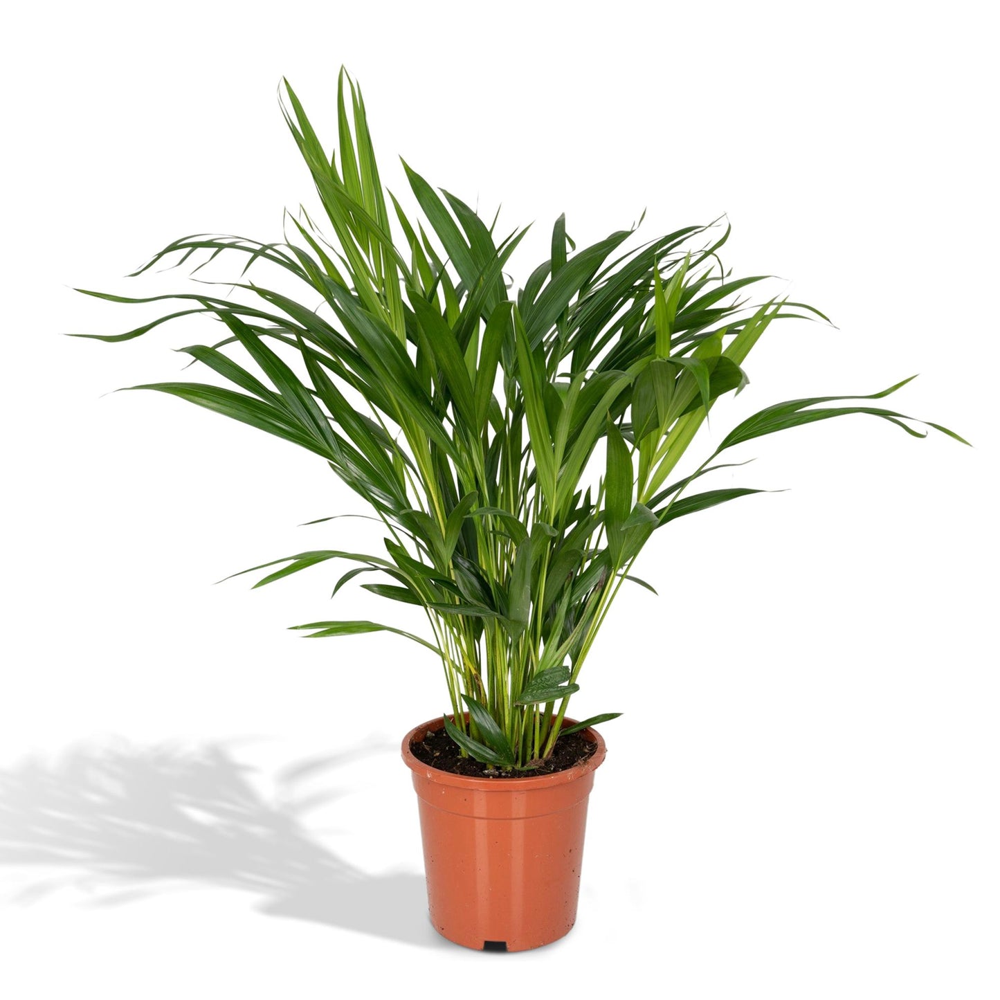 Areca Palme – Dypsis 'Lutescens' – 60 cm – Ø17 cm - Plantabulous