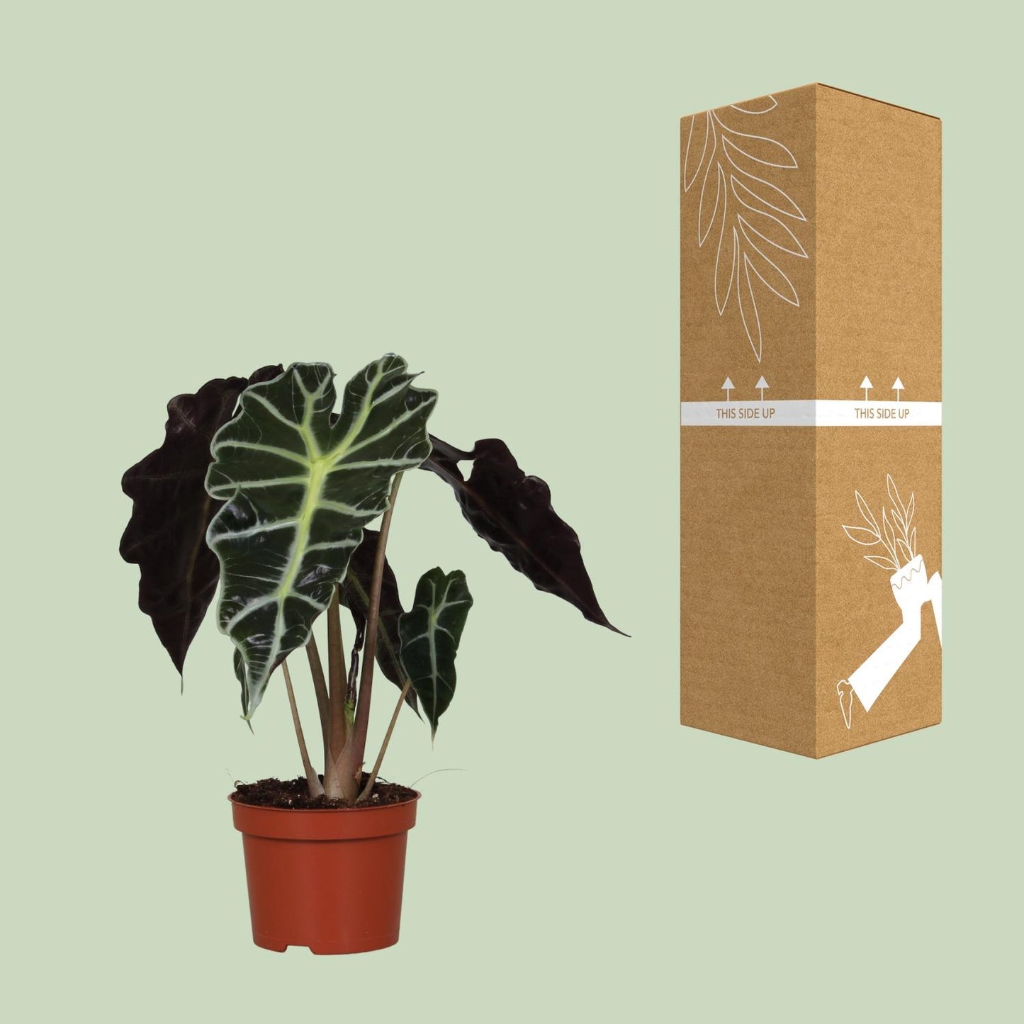 Pfeilblatt – Alocasia Amazonica 'Polly' – ↑30 cm – Ø12 cm