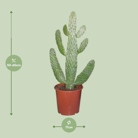 Opuntia Consolea - Ø17cm - ↕55cm - Plantabulous
