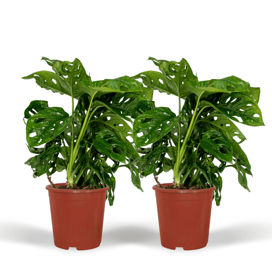 Pflanzen Set – 2 Pflanzen – Lochpflanze – Monstera 'Monkey Leaf' – ↑30 cm – Ø12 cm