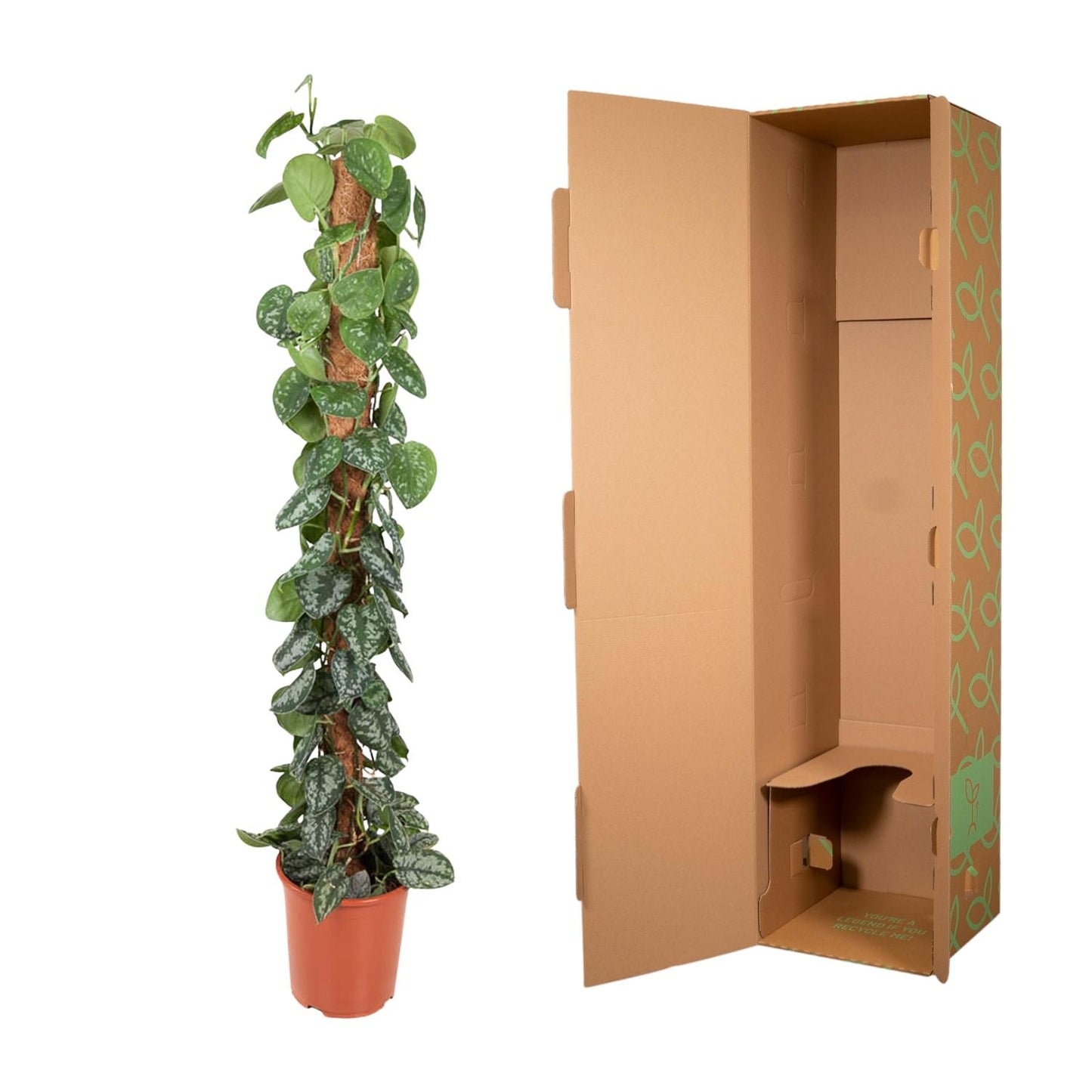 Efeutute am Moosstab – Epipremnum pictum 'Trebie' – 150 cm – Ø27 cm - Plantabulous
