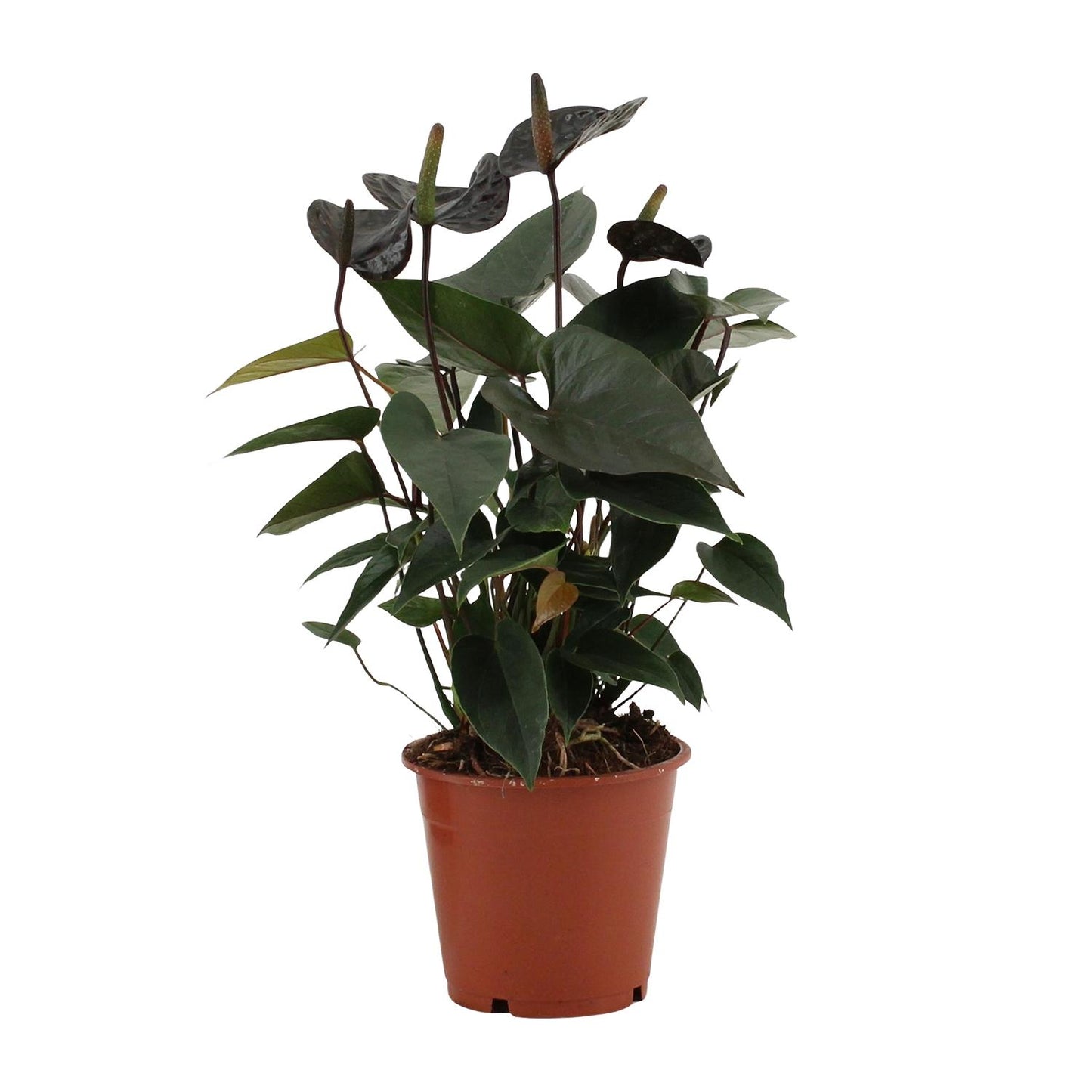 Anthurium Black Love In Transparant Sleeve - Ø12cm - ↕36cm - Plantabulous