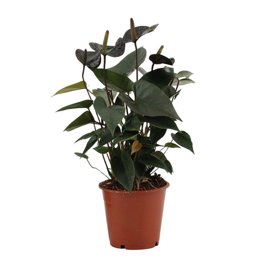 Anthurium Black Love In Transparant Sleeve - Ø12cm - ↕36cm - Plantabulous