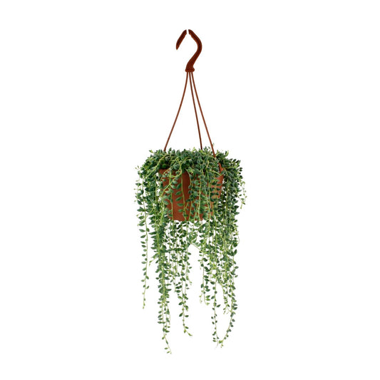 Senecio Herreianus - Ø12cm - ↕20cm - Plantabulous
