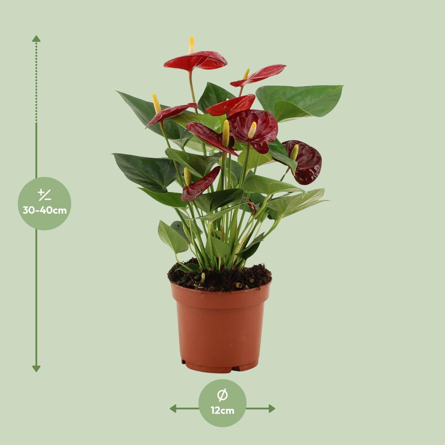 Anthurium Calon In Transparant Sleeve - Ø12cm - ↕36cm - Plantabulous