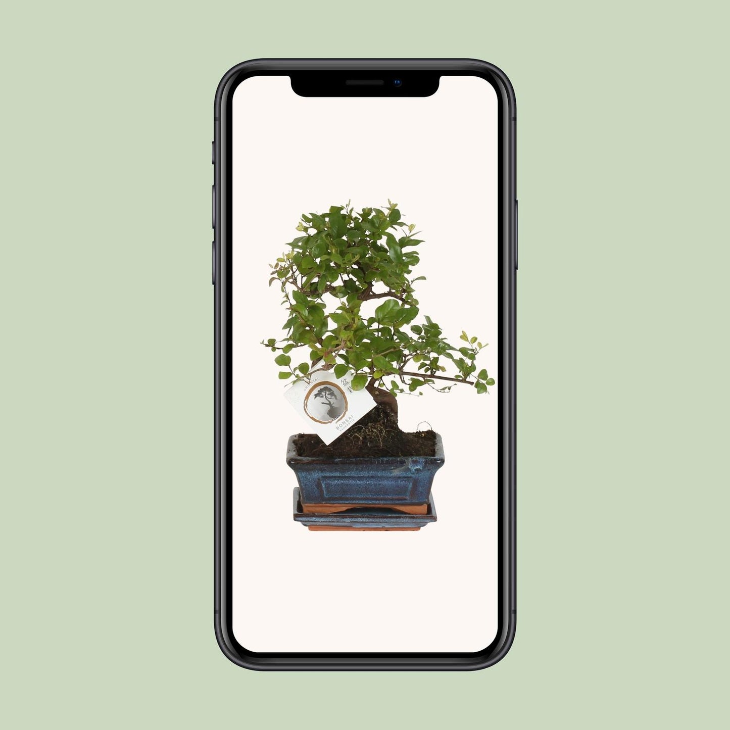 Bonsai – Sageretia theezans (S-Form) – 15 cm – Ø15 cm - Plantabulous