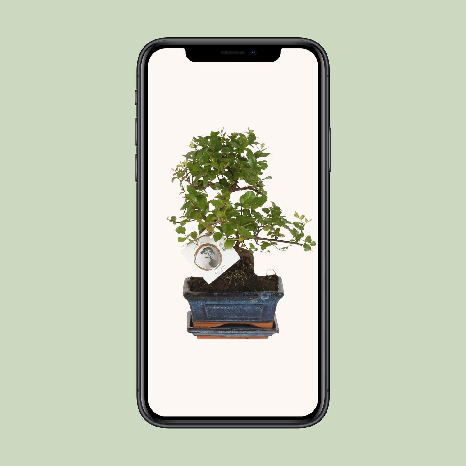Bonsai – Sageretia theezans (S-Form) – 15 cm – Ø15 cm - Plantabulous