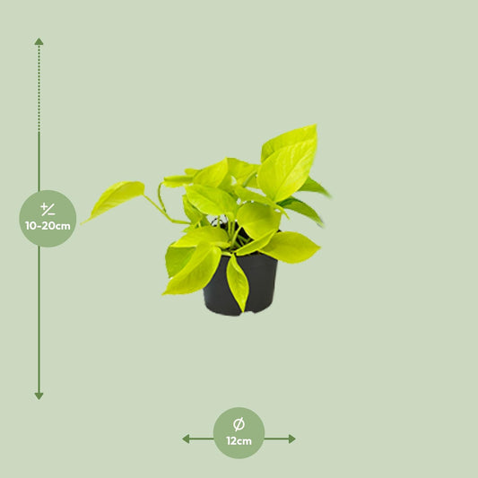 Efeutute – Epipremnum aureum 'Golden Pothos' – 15 cm – Ø12 cm - Plantabulous