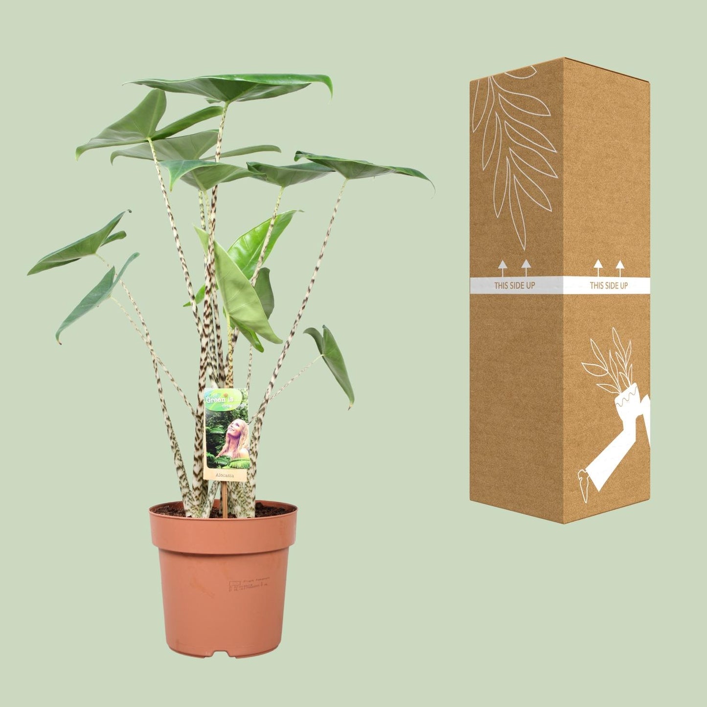 Pfeilblatt – Alocasia 'Zebrina' – ↑80 cm – Ø21 cm
