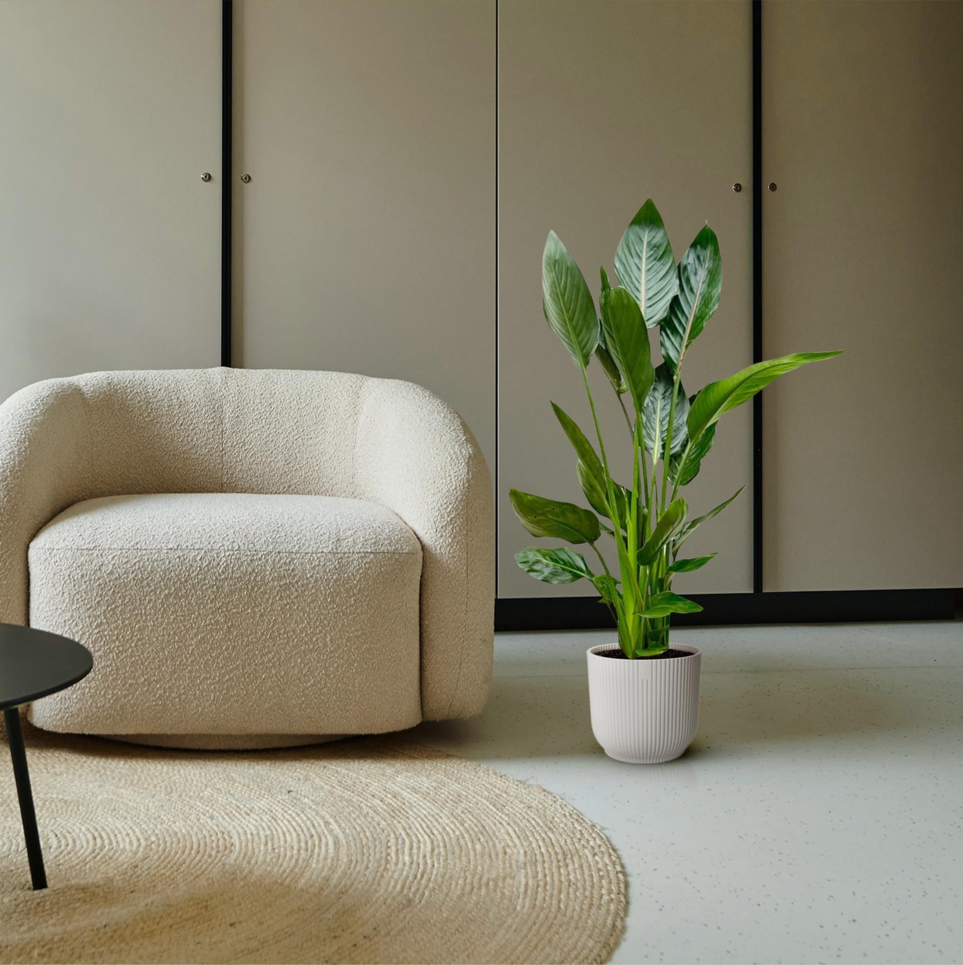 Paradiesvogelblume – Strelitzia reginae – 100 cm – Ø19 cm - Plantabulous