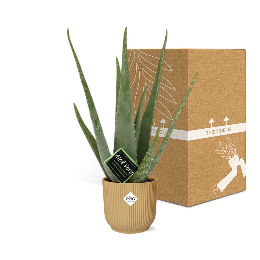 Aloe Vera 12cm in ELHO Vibes Fold 14cm geel - Plantabulous