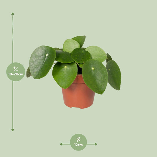 Pfannkuchenpflanze - Pilea Peperomiodes – 20 cm – Ø12 cm - Plantabulous