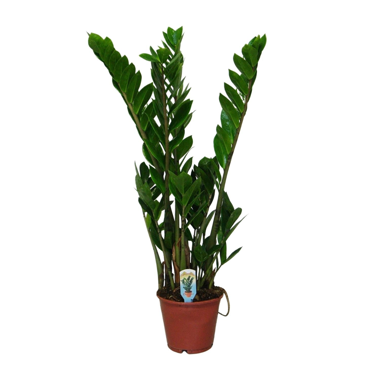 Glücksfeder – Zamioculcas zamiifolia – 50 cm – Ø14 cm - Plantabulous