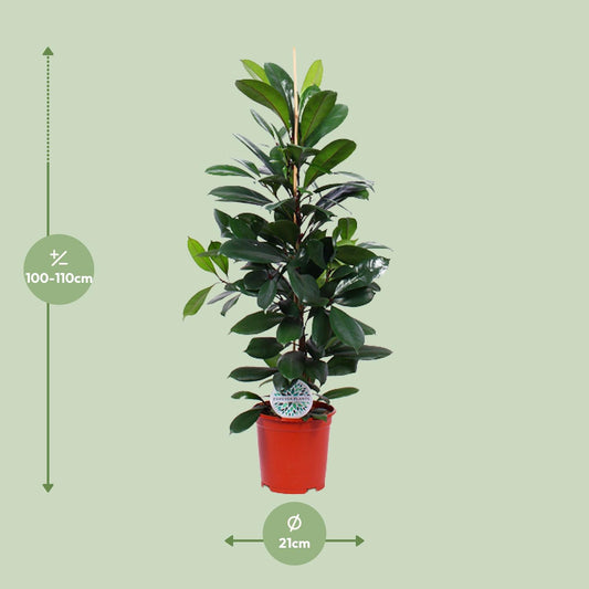 Ficus Cyathistipula - Ø21cm - ↕105cm - Plantabulous