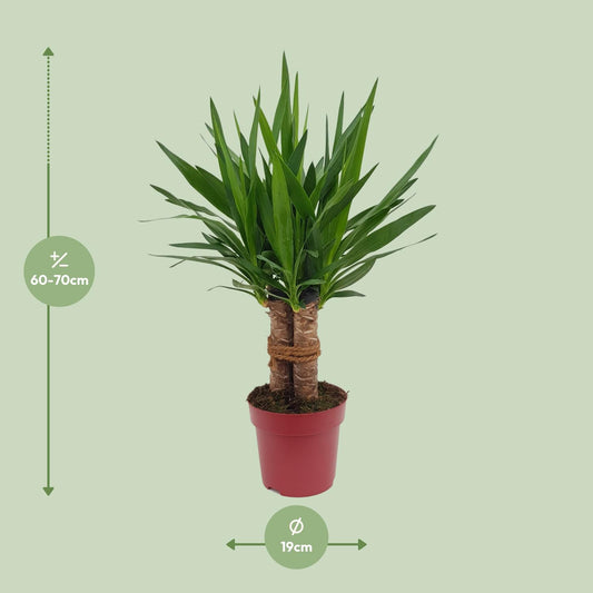Yucca "Tres Cañas" 30 Stam P19 - Ø19cm - ↕70cm - Plantabulous