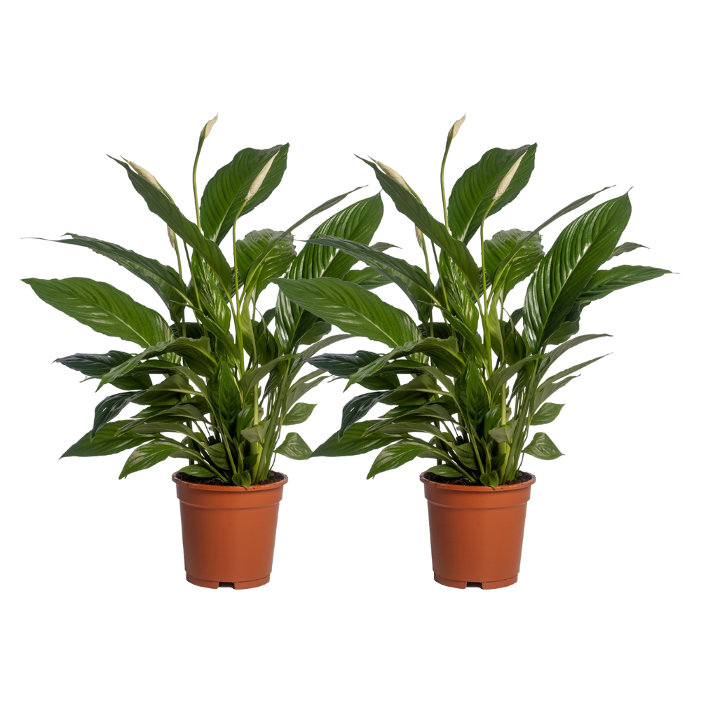Spathiphyllum Vivaldi - 2 Stücke - Ø17cm - ↕70cm - Plantabulous