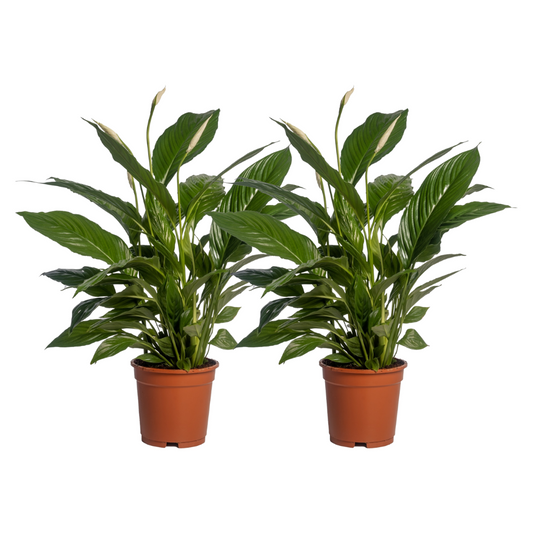 Spathiphyllum Vivaldi - 2 Stücke - Ø17cm - ↕70cm - Plantabulous