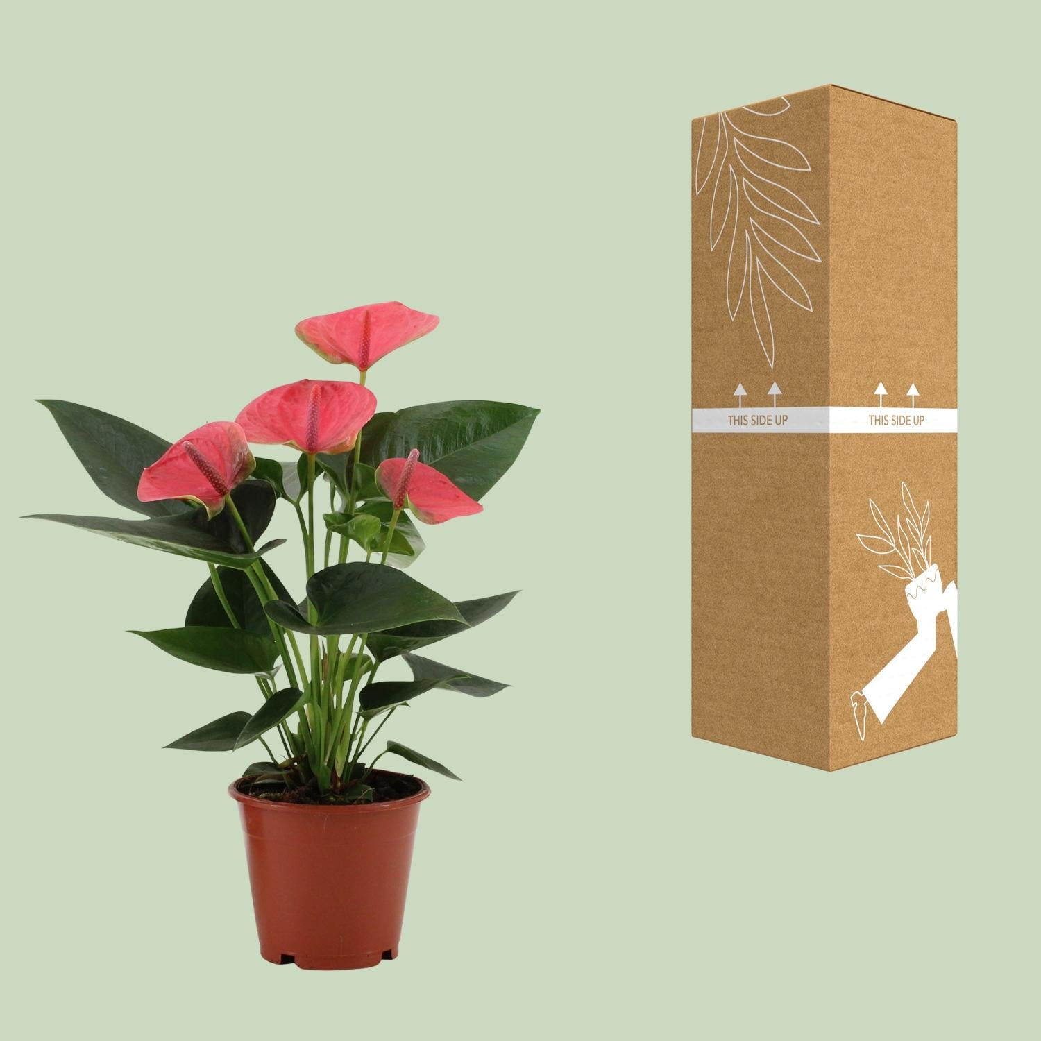 Anthurium Sweet Dream In Transparant Sleeve - Ø12cm - ↕36cm - Plantabulous
