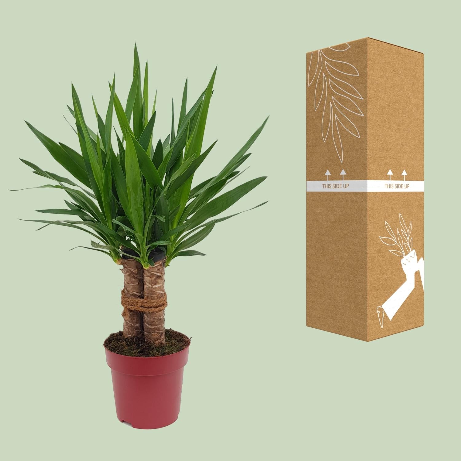 Yucca "Tres Cañas" 30 Stam P19 - Ø19cm - ↕70cm - Plantabulous