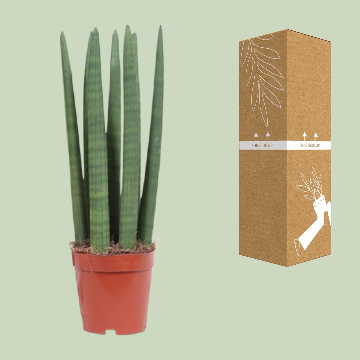 Bogenhanf – Sansevieria Straight – ↑40 cm – Ø12 cm