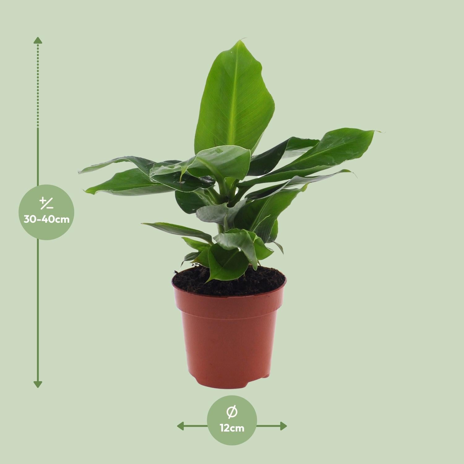Bananenpflanze – Musa 'Oriental Dwarf' – 25 cm – Ø12 cm - Plantabulous