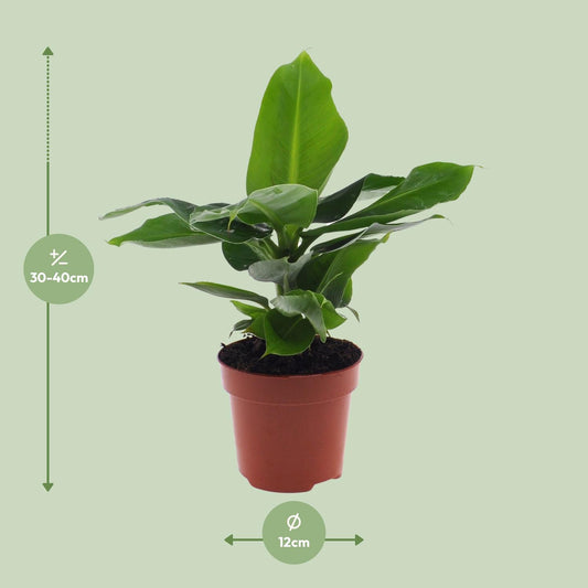 Bananenpflanze – Musa 'Oriental Dwarf' – 25 cm – Ø12 cm - Plantabulous