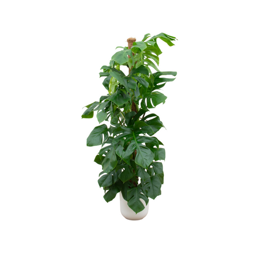 Fensterblatt – Monstera deliciosa (inkl. Topf) – 150 cm – Ø26 cm - Plantabulous