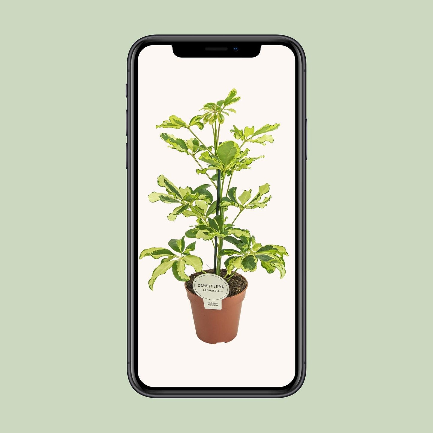 Schefflera Charlotte - Ø13cm - ↕45cm - Plantabulous