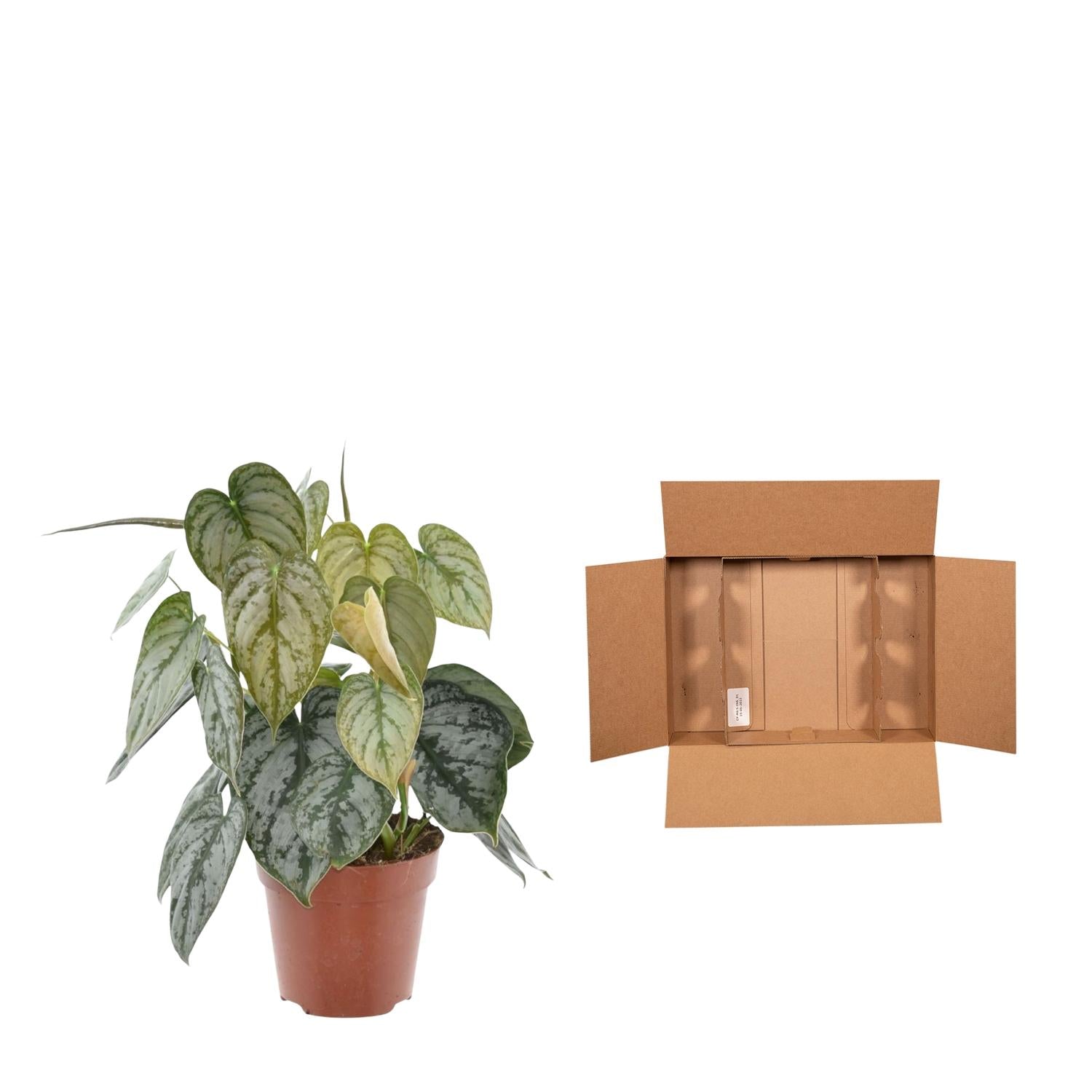 Philodendron – Philodendron brandtianum – 35 cm – Ø12 cm - Plantabulous