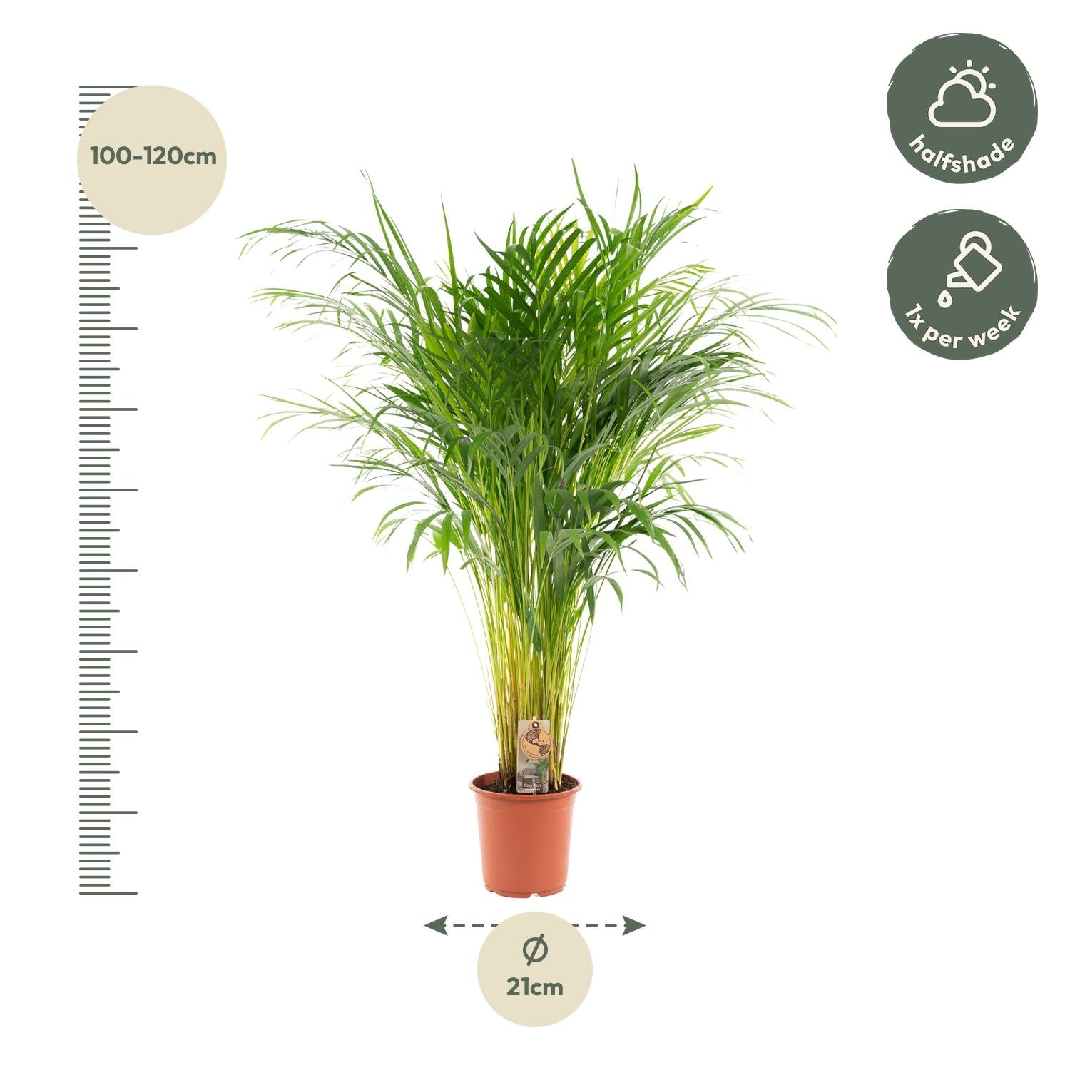 Areca Palme - Dypsis Lutescens - 110cm - Ø21cm - Plantabulous