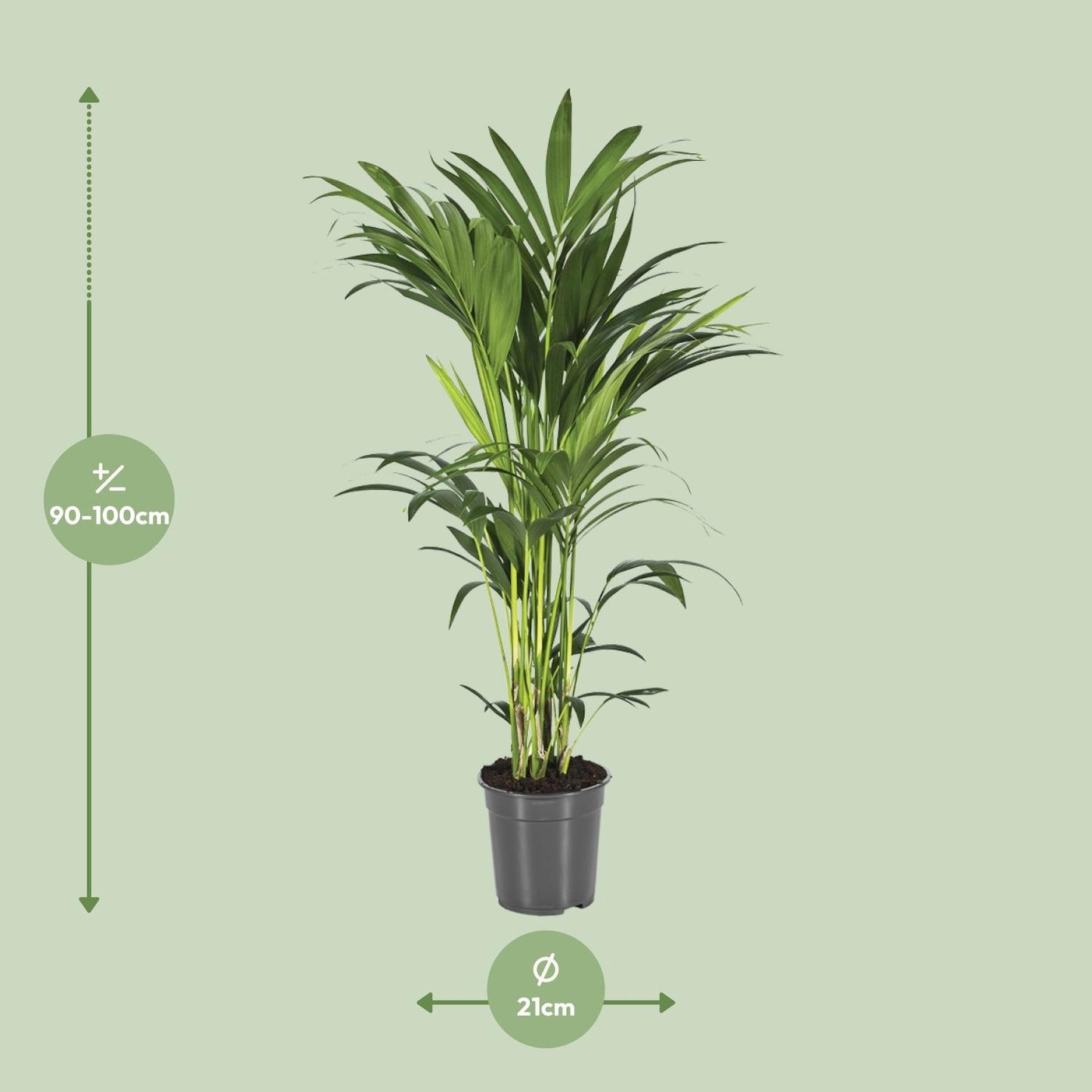 Howea Forsteriana - Ø21cm - ↕100cm - Plantabulous