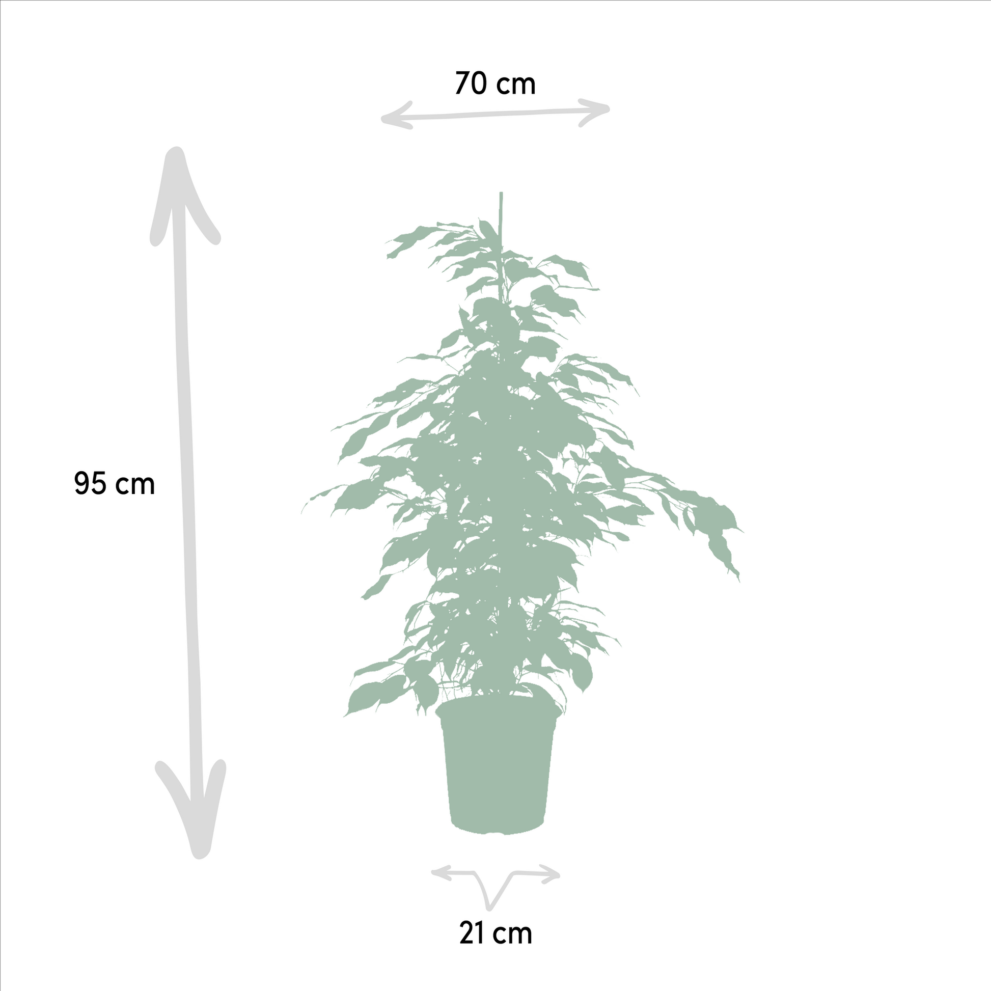 Pflanzen Set – 3 Pflanzen – 95 cm– Ø21 cm  – Ficus Benjamina 'Danielle' – Ficus Benjamina 'Twilight' – Ficus Microcarpa 'Moclame' - Plantabulous