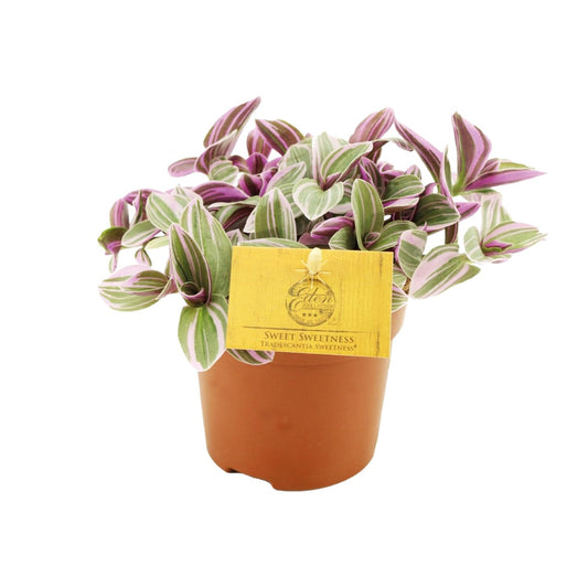 Tradescantia Sweetness 10,5cm - Ø10,5cm - ↕10cm - Plantabulous