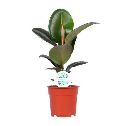 Ficus Elastica Robusta - Ø17cm - ↕55cm - Plantabulous
