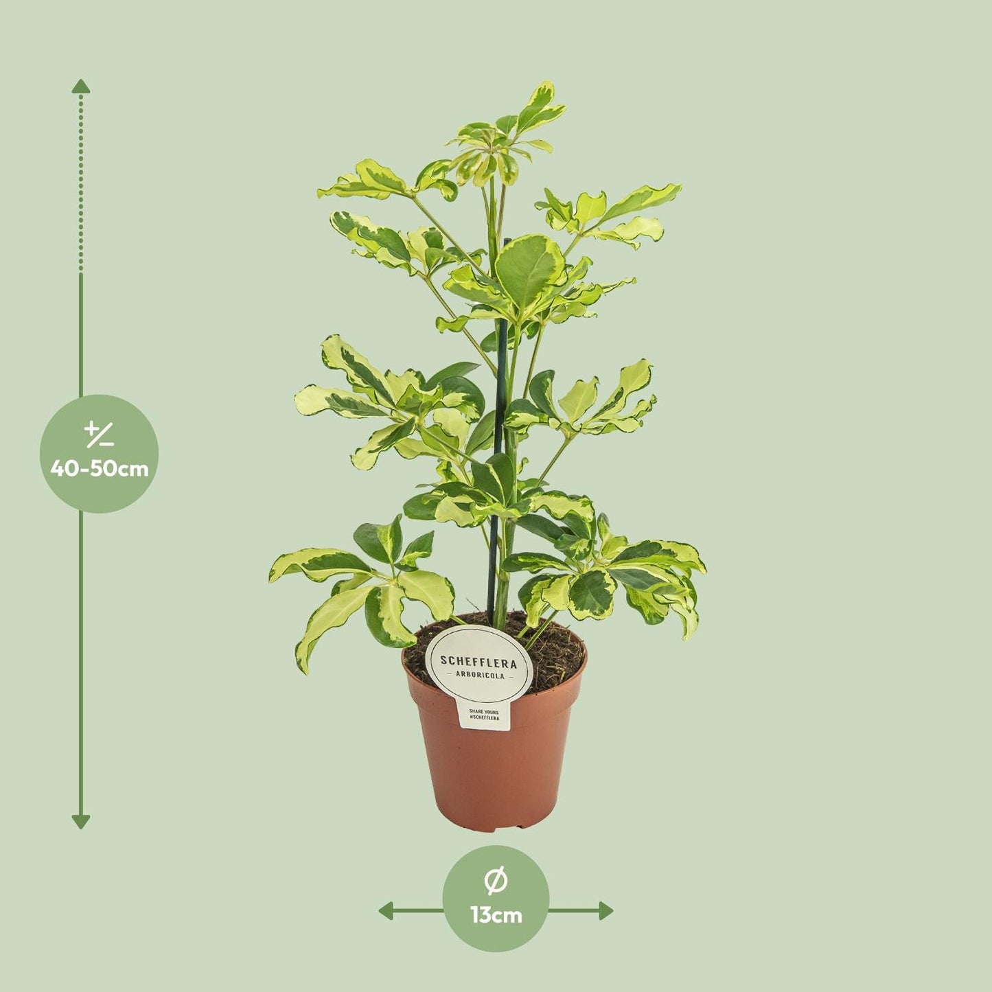 Schefflera Charlotte - Ø13cm - ↕45cm - Plantabulous