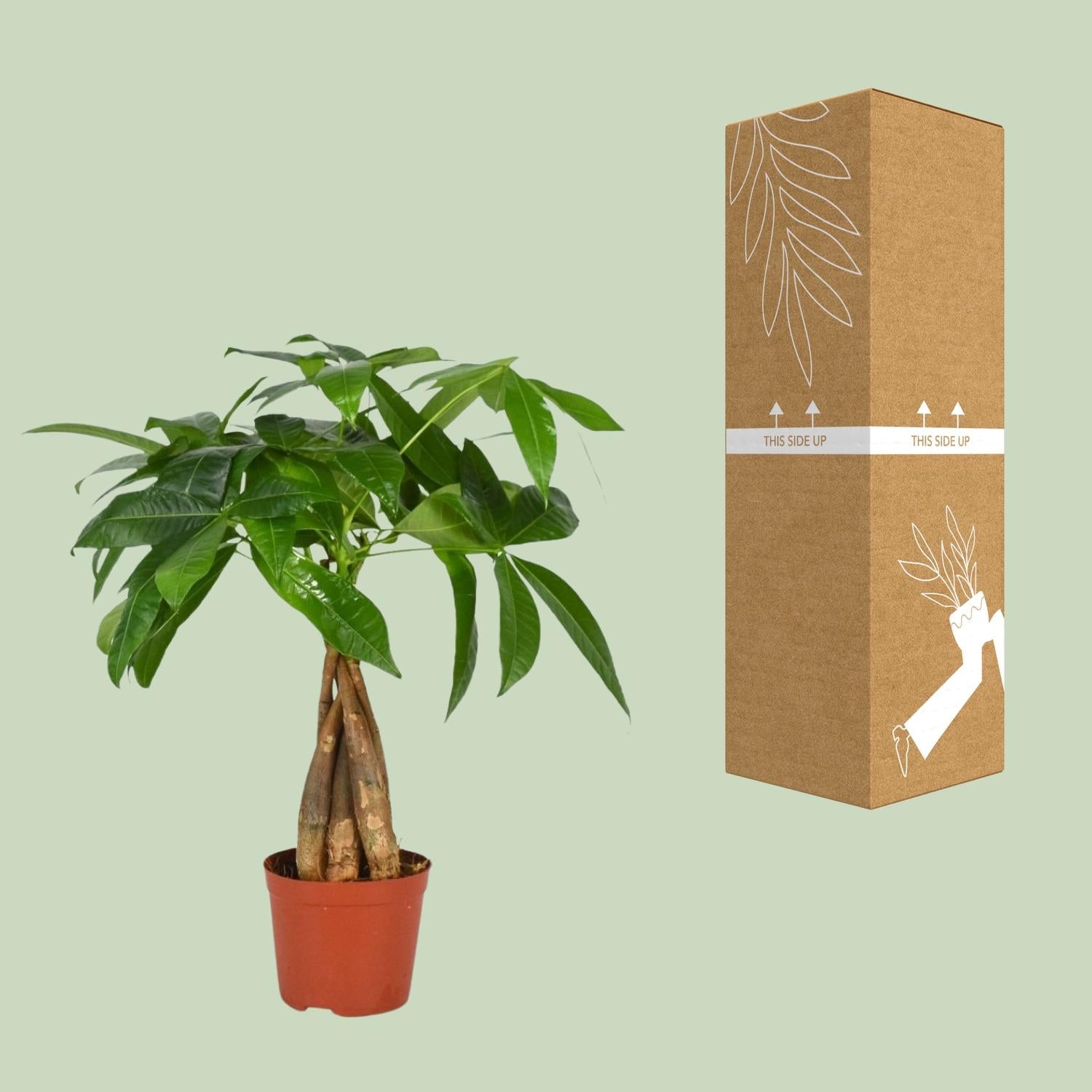 Pachira Aquatica - Ø12cm - ↕35cm - Plantabulous