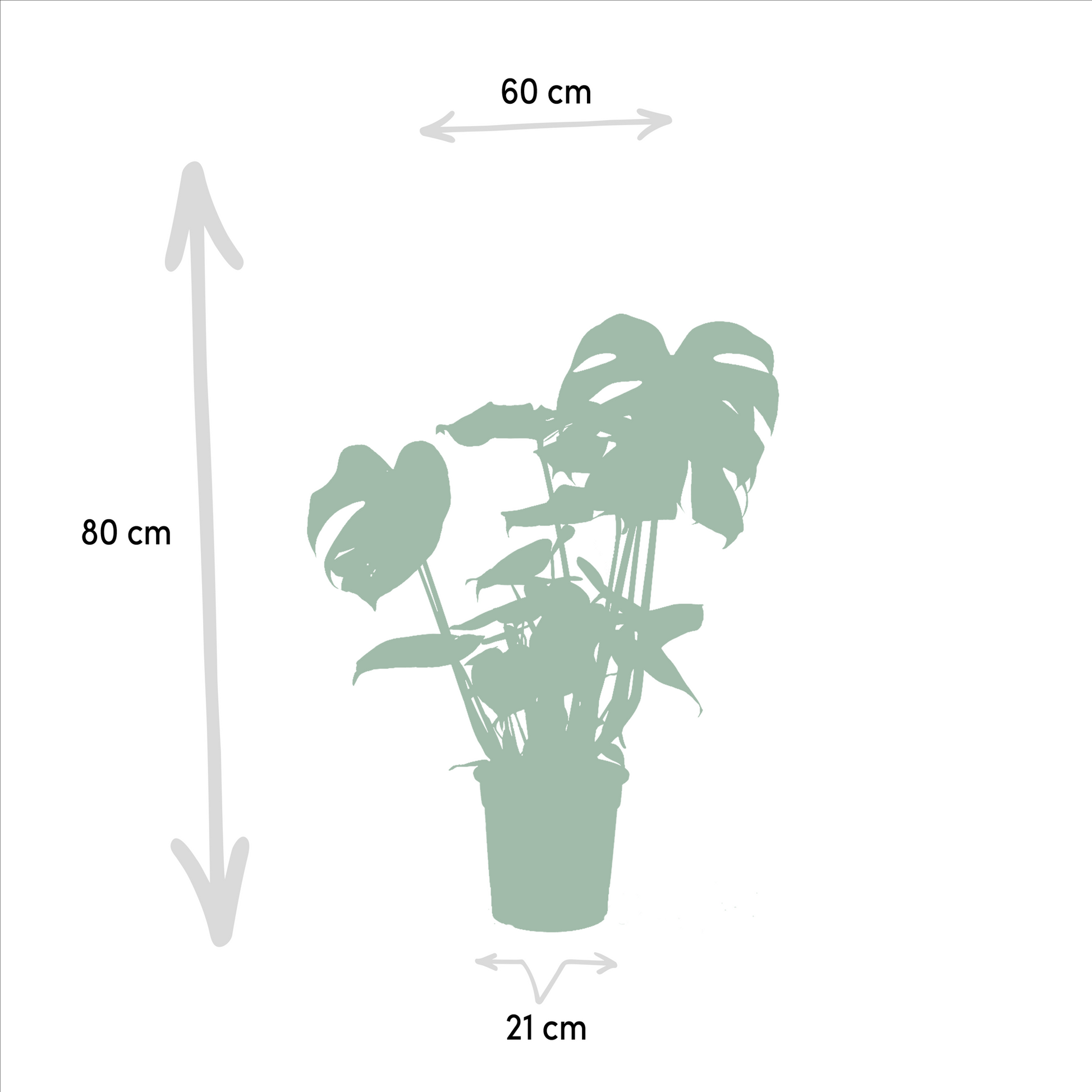 Pflanzen Set – 3 Pflanzen - Monstera Deliciosa - 75cm - Ø21cm - Alocasia Zebrina - 75cm - Ø19cm - Strelitzia Nicolai - 85cm - Ø19cm - Plantabulous