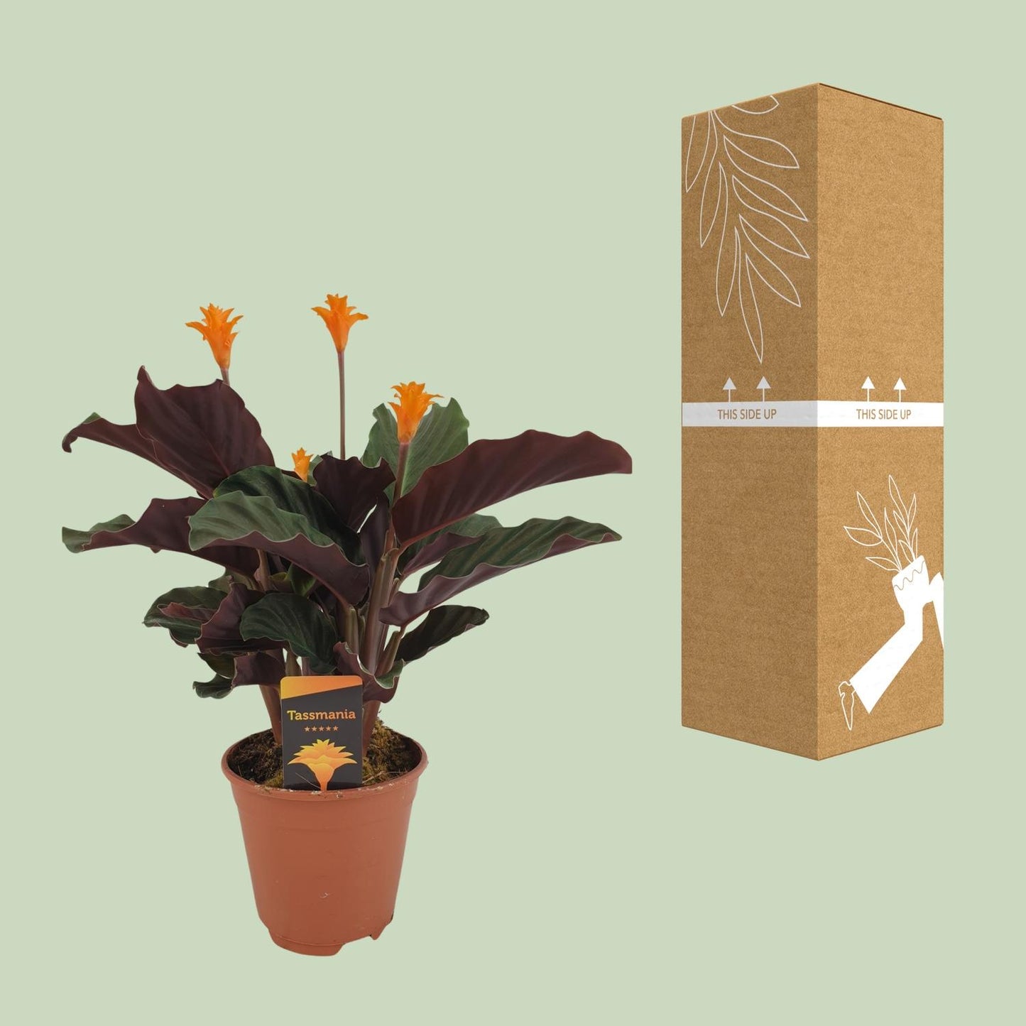 Korbmarante – Calathea Crocata – ↑40 cm – Ø14 cm