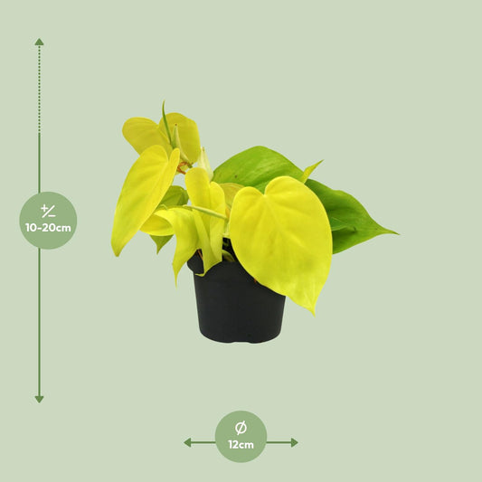 Philodendron – Philodendron 'Lime' – ↑20 cm – Ø12 cm