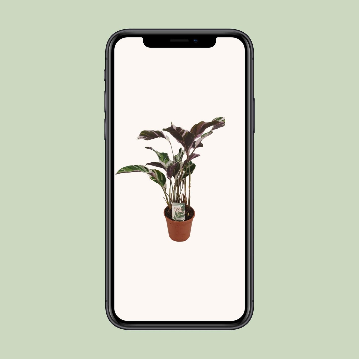 Calathea Fusion White Basic - Ø14cm - ↕40cm - Plantabulous