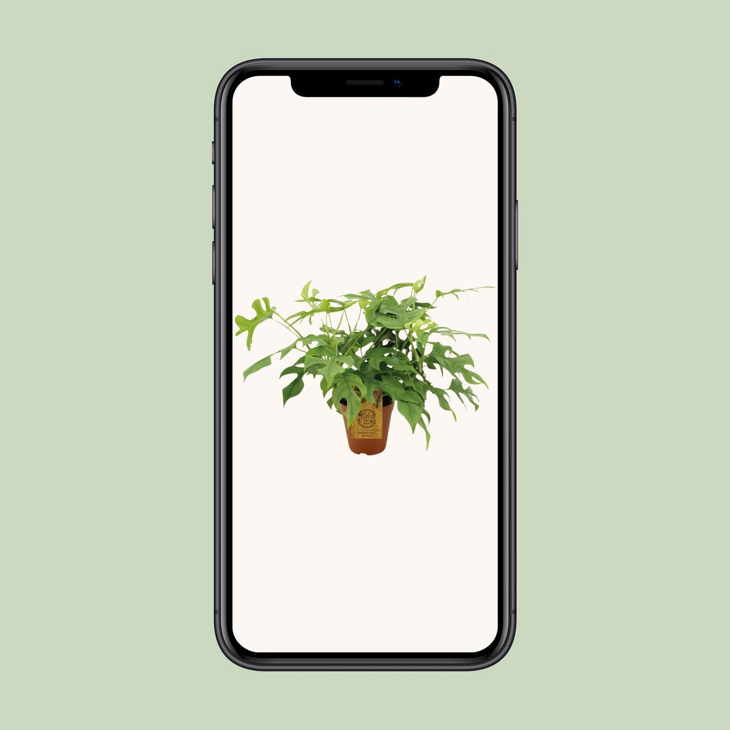 Fensterblatt - Monstera minima - Rhaphidophora tetrasperma – 25 cm – Ø15 cm - Plantabulous