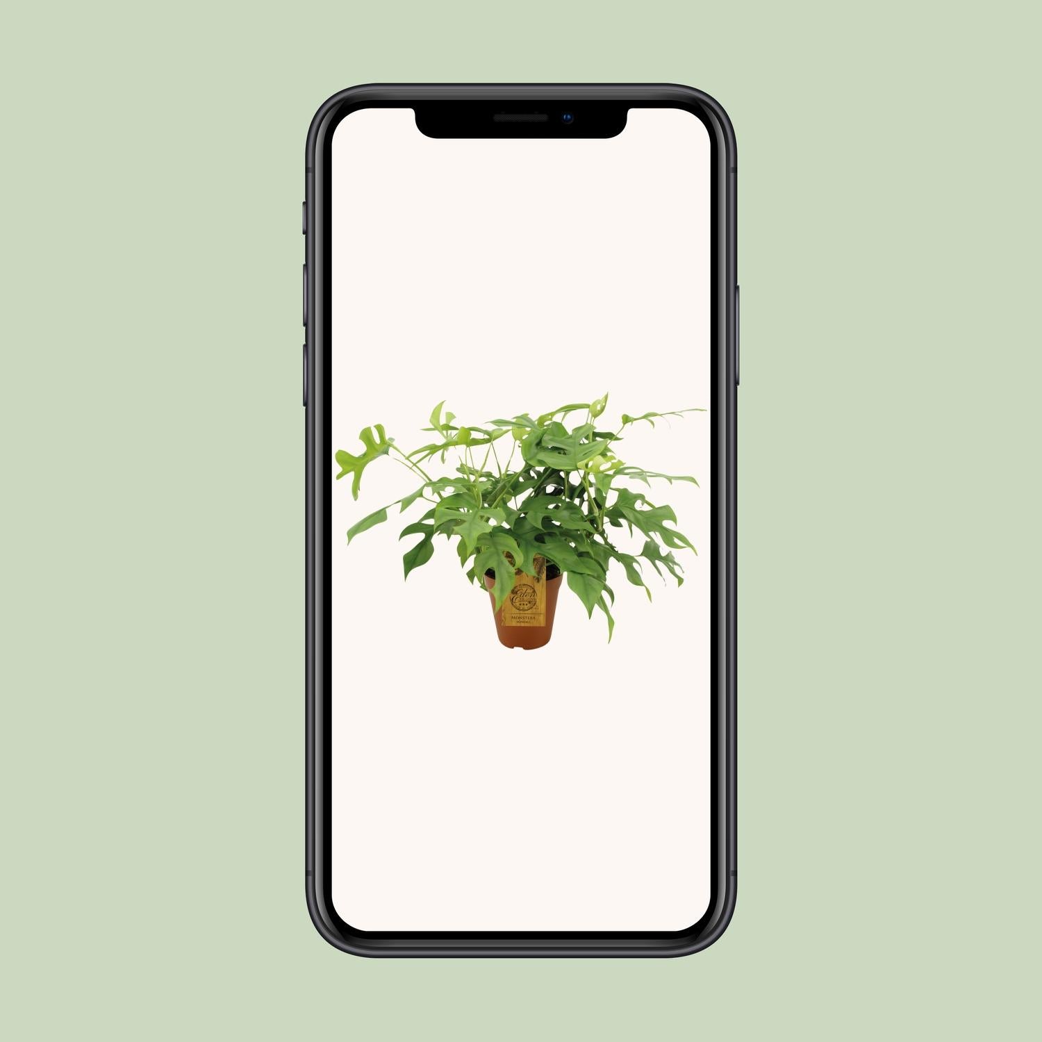 Fensterblatt - Monstera minima - Rhaphidophora tetrasperma – 25 cm – Ø15 cm - Plantabulous
