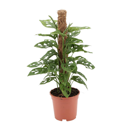 Monstera monkey - Ø17cm - ↕60cm - Plantabulous