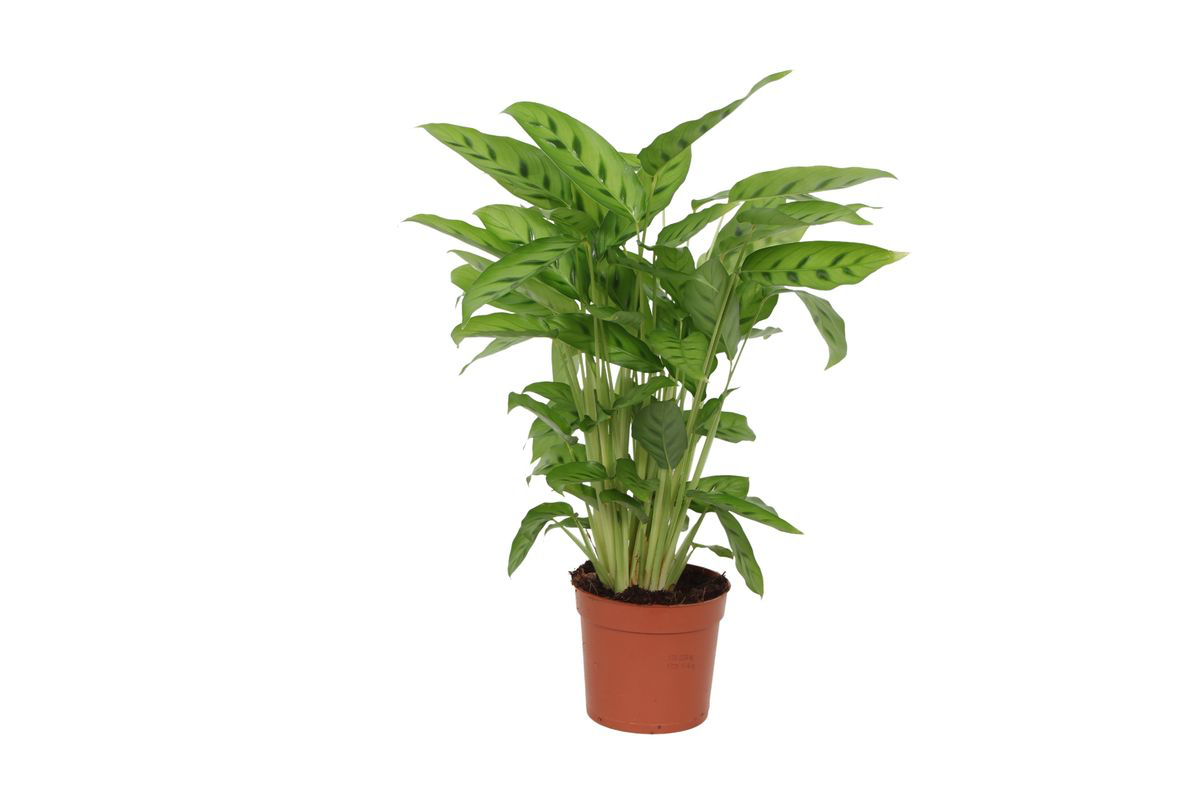 Korbmarante – Calathea leopardina – 35 cm – Ø12 cm - Plantabulous