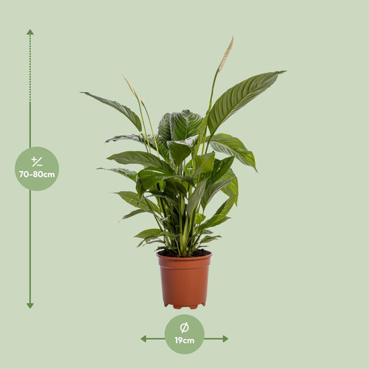 Einblatt – Spathiphyllum 'Bingo Cupido' – ↑80 cm – Ø19 cm