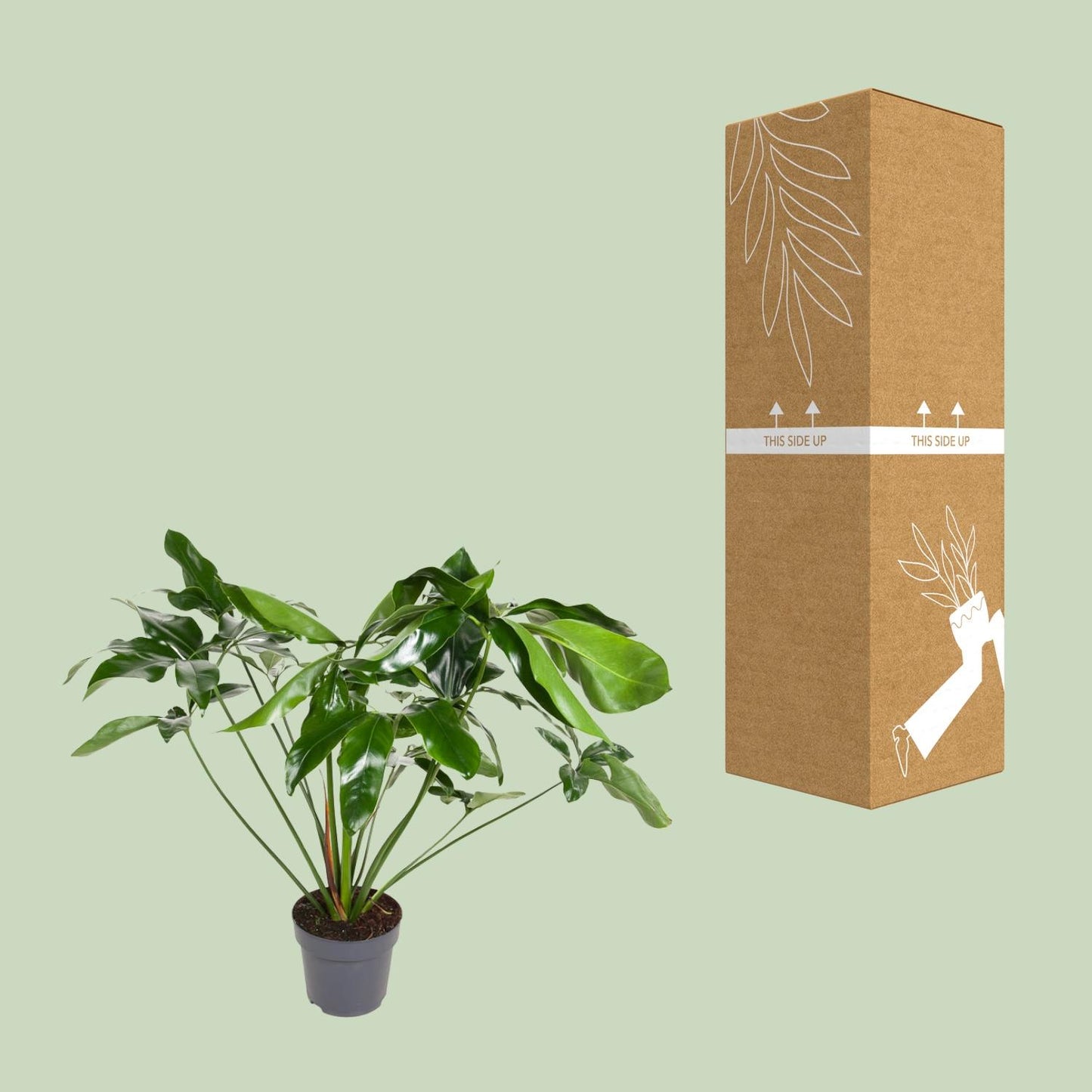 Philodendron – Philodendron 'Green Wonder' – ↑100 cm – Ø24 cm